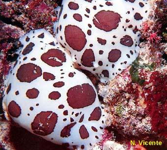 photo de la doris léopard, Peltodoris atromaculata