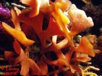 photo de Pentapora fascialis