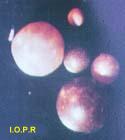 photo de perles de Pinna nobilis