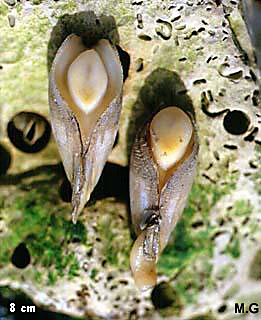 photo de pholades doigt, Pholas dactylus