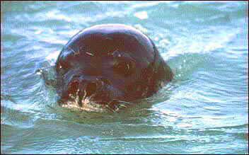 Phoque moine