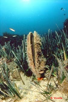 photo de la grande nacre, Pinna nobilis