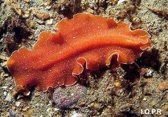 photo de planaire, Yungia aurantiaca