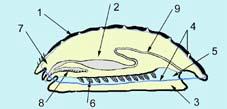 Polyplacophore