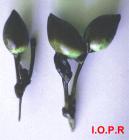 photo de fruits de Posidonia oceanica