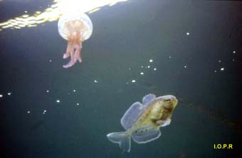 Photo du poisson mangeur de méduses, Psenes pellucidus