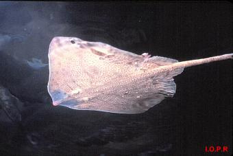 photo de la raie bouclée, Raja clavata