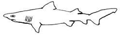 Requin féroce