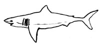 Requin Grand Blanc