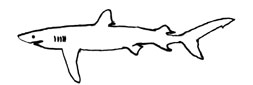 Requin Grand bleu