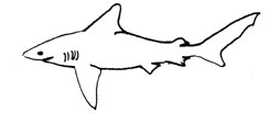 Requin gris