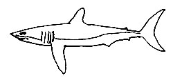 Requin mako