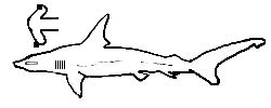 Requin marteau