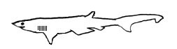 Requin perlon