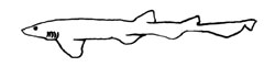 Petite roussette