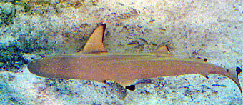 Requin pointes noires