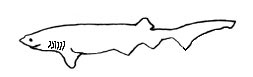 Requin griset