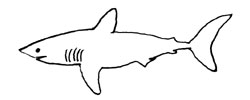 Requin taupe