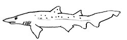 Requin taureau