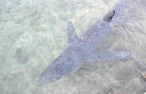 Un requin bleu au Embiez