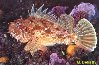 Scorpena scrofa2