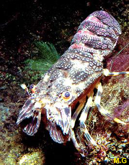 photo de la petite cigale de mer, Scyllarus arctus