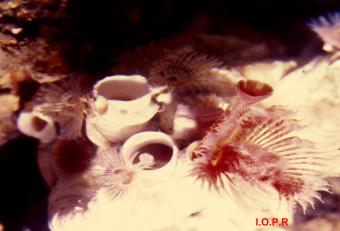 photo de serpule, Serpula vermicularis