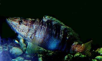 photo de serran écriture, Seranus scriba