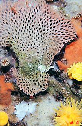 photo de dentelle de Vénus, Sertella septentrionalis