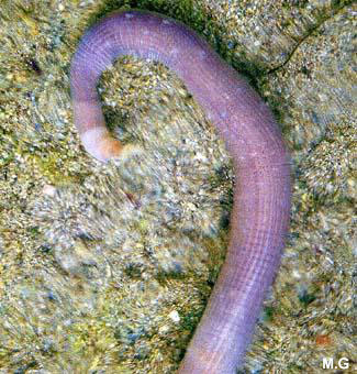photo de siponcle, Sipunculus nudus