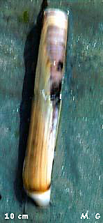 photo de couteau gaine, Solen marginatus