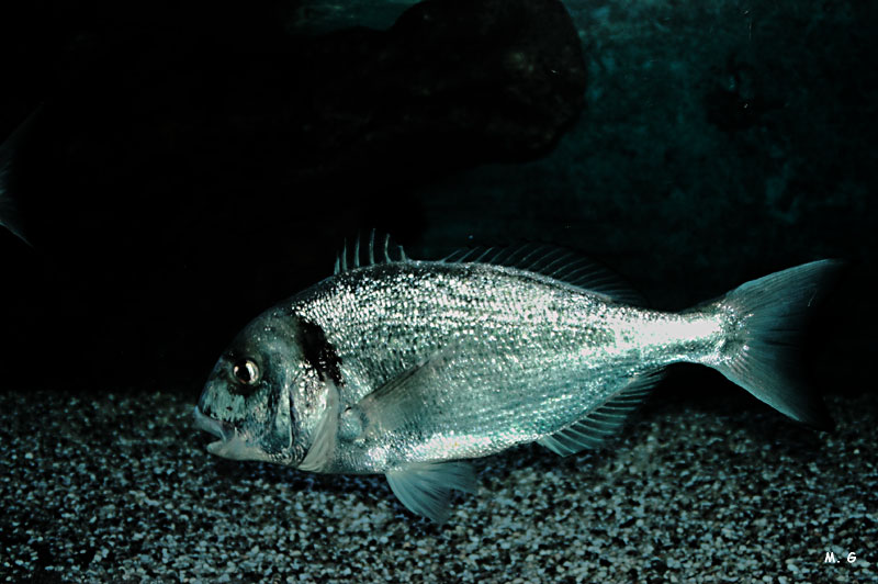 photo de dorade royale, Sparus auratus