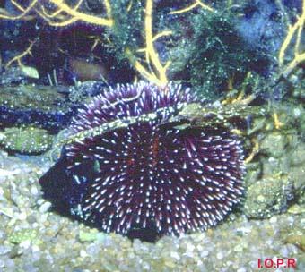 Sphaerechinus bigranularis