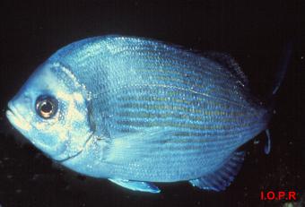 photo de canthare, Spondylyosoma cantharus