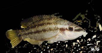 photo du crénilabre tanche, Symphodus tinca