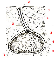 Terrier d'Echinocardium