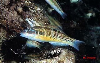 photo de la girelle paon, Thalassoma pavo
