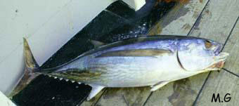 photo de thon blanc, Thunnus alalonga