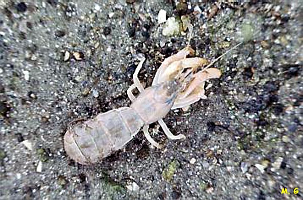photo d'upogébie, Upogebia sp.