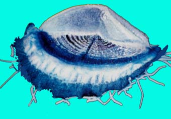 photo de vélelle,Velella velella (2)