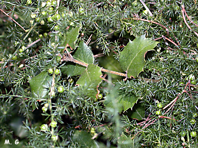 Photo d'asperge piquantes, Asparagus acutifolius