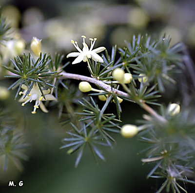 Photo de fleurs d'Asparagus albus