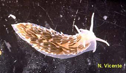 Aeolidiella