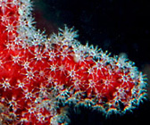 Alcyonium