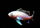 Anthias