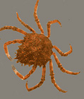 Araignée de mer