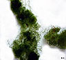 Chaetomorpha