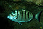 Diplodus puntazzo