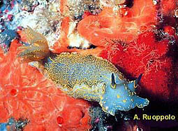 Glossodoris