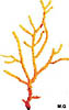 Gorgone jaune